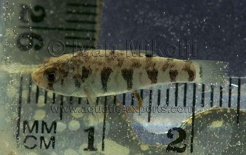 kilifish pictures